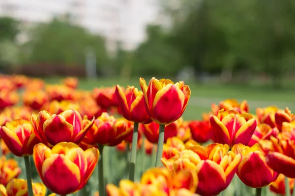 Campo de tulipanes amarillo-rojos en el parque —  Fotos de Stock