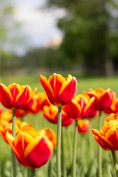 Поле желто-красных тюльпанов в парке — стоковое фото