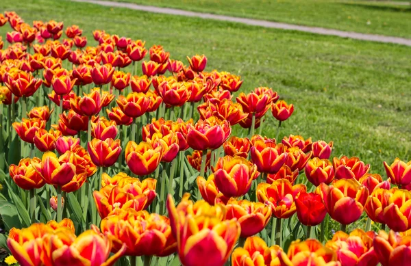 Campo de tulipanes amarillo-rojos en el parque —  Fotos de Stock