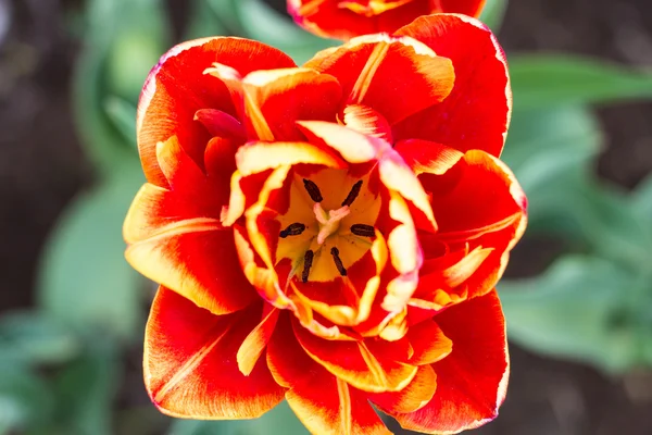 Primer plano de tulipanes amarillo-rojos en el parque —  Fotos de Stock