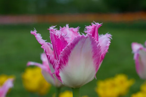 Zbliżenie na zewnątrz różowe tulipany — Zdjęcie stockowe