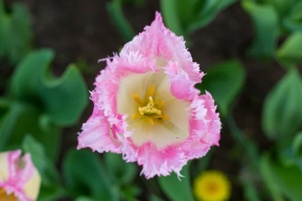 Primer plano de tulipanes rosados al aire libre —  Fotos de Stock