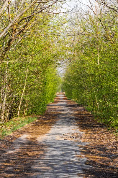 Ülkede yol ağaçlar ile