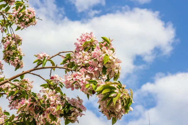 güzel bir elma ağacı dalı güneş ışığı ile