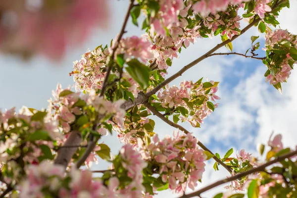 güzel bir elma ağacı dalı güneş ışığı ile