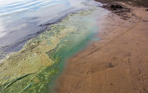 Polluted water at the coastline — Stock Photo, Image