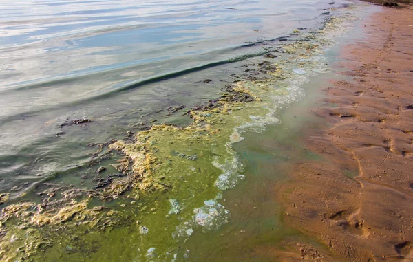 Polluted water at the coastline — Stock Photo, Image