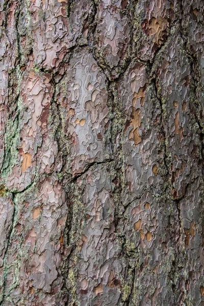 Texture de l'écorce de pin brun . — Photo