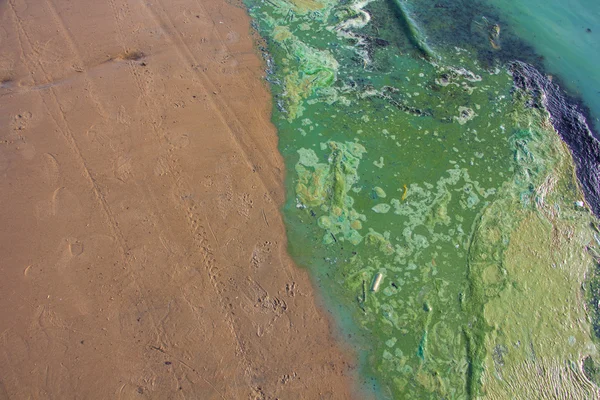 Polluted water at the coastline — Stock Photo, Image