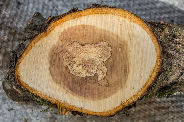 Fresh tree stump — Stock Photo, Image