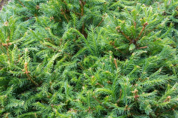 Çam ağacı çam dalları