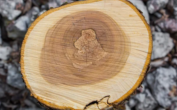 Fresh tree stump — Stock Photo, Image