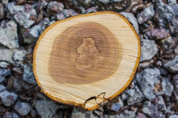 Tocón de árbol fresco —  Fotos de Stock