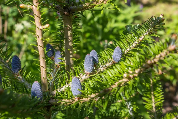 Pine tree with blue pinecones — Stock Photo, Image