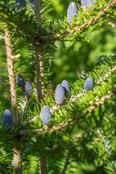 Çam ağacı ile mavi pinecones