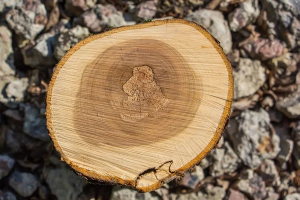Taze ağaç kütüğü 