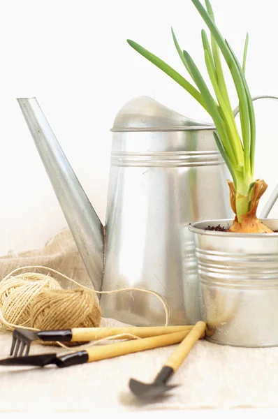 sulama olabilir ve onioin