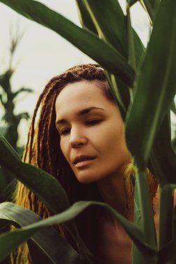 Mısır tarlasında mutlu bir genç kız. Yaz batımı. Pozitif duygular