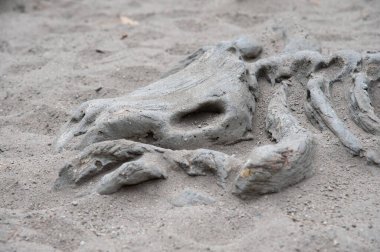 Kemik kazısı. Kumda kemik resmi. Güzel duvar kâğıdı, dinozor kemiği arka planı.