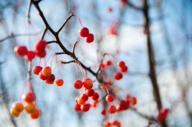 Sonbahar ağaçlarının dallarında kırmızı renkler. Vahşi, küçük sonbahar elmaları. Sonbahar arkaplanı, doku.