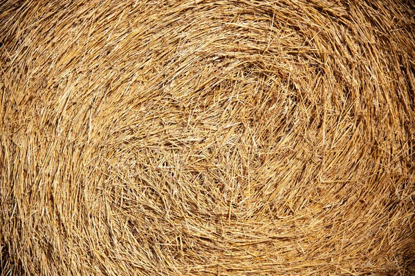 dry straw, straw yellow texture background. Hay texture.