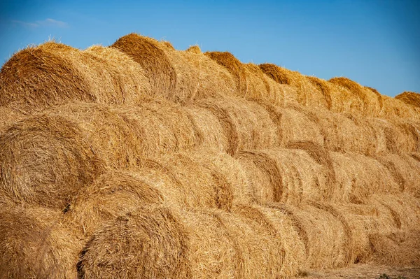 Hay Bales Stacked Large Piles Harvesting Agriculture Stock Photo