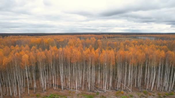 Panorama da floresta de outono com folhas amarelas — Vídeo de Stock