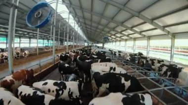 Holstein inekleri sürüsünün üzerinde İHA uçurmak