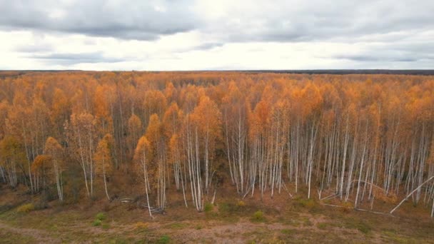 Золота осінь в лісі з видом на птахів — стокове відео