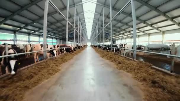 Vliegen met een drone over een kudde Holstein koeien op een — Stockvideo