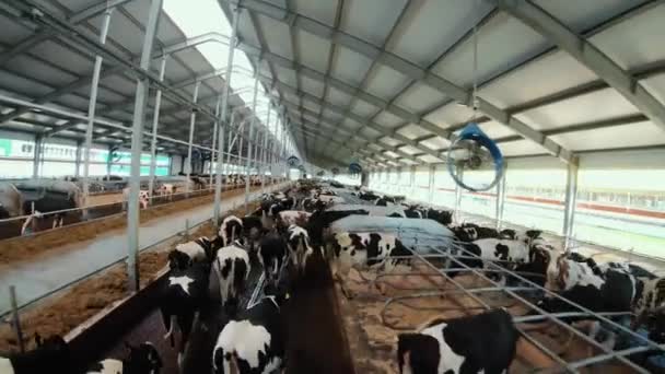 Latanie dronem nad stadem krów Holsteina na — Wideo stockowe