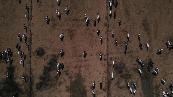 군것질을 하는 소떼가 하늘을 나는 모습. — 비디오