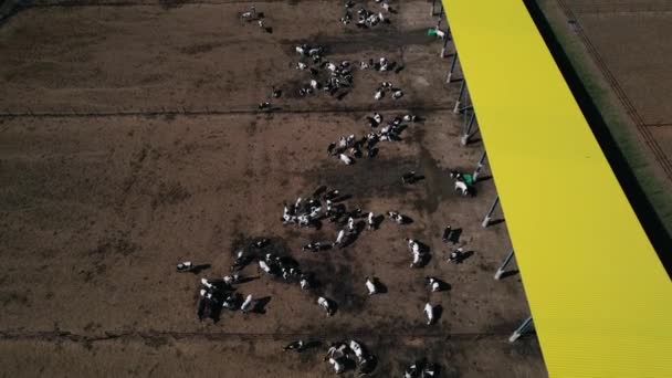 牛の餌場の眺め上の空中飛行. — ストック動画