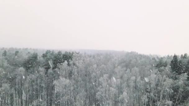 Descolando sobre uma floresta de inverno em uma queda de neve — Vídeo de Stock
