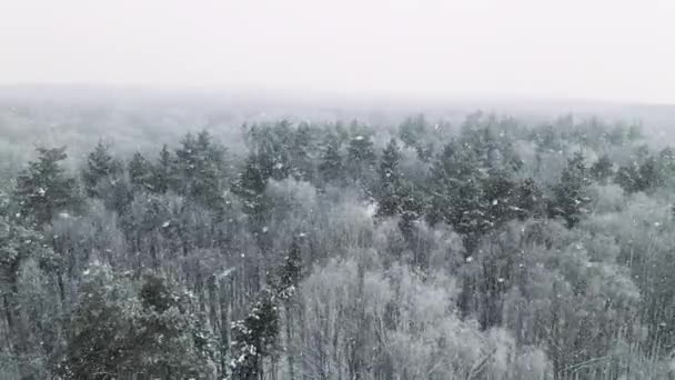 在雪地里飞越冬天的森林 — 图库视频影像