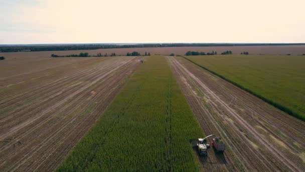Sattelschlepper und Landmaschinen bei der Maisernte — Stockvideo