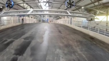 Modern süt ürünlerindeki inekler için otomatikleştirilmiş sağma hattı