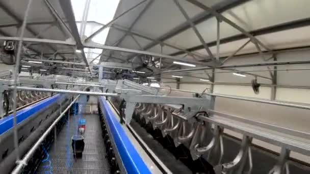 Automated milking line for cows on modern dairy — Stock Video