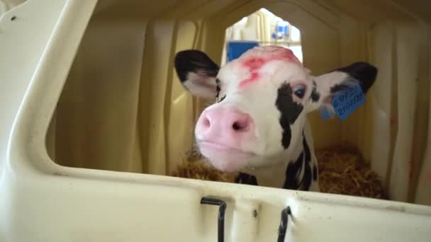 Young calve in separate box on a livestock farm — Stock Video