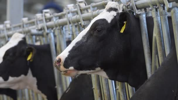 Nowoczesna obora gospodarcza z udojowymi krowami jedzącymi siano — Wideo stockowe