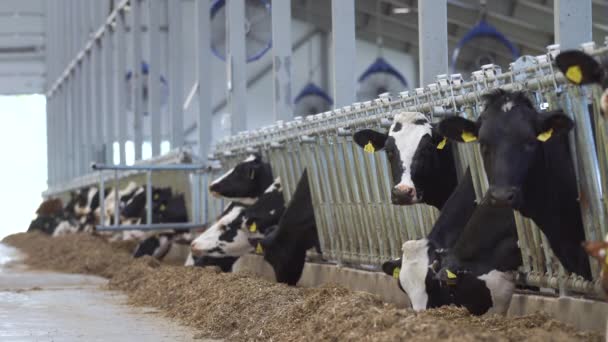 Las vacas comen en el establo. Un establo moderno en el — Vídeo de stock