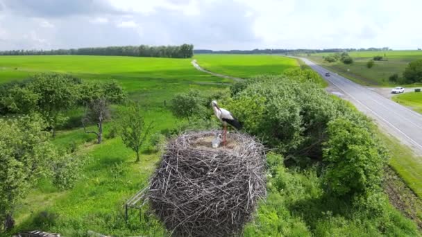 Вид с воздуха на гнездо аистов за городом — стоковое видео