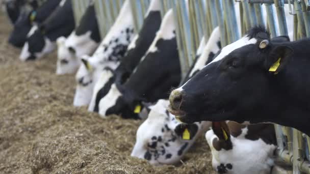 Οι αγελάδες τρώνε στο στάβλο. Ένα σύγχρονο στάβλο στο — Αρχείο Βίντεο