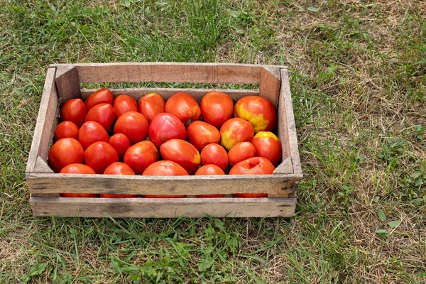 Holzkiste Mit Roten Tomaten Auf Grünem Gras Nützliches Frisches Gemüse — Stockfoto