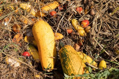 Renkli gübre yığını ve çürümüş sebzelerle çöplük, çöplük tarım atıkları, doğal gübreler.