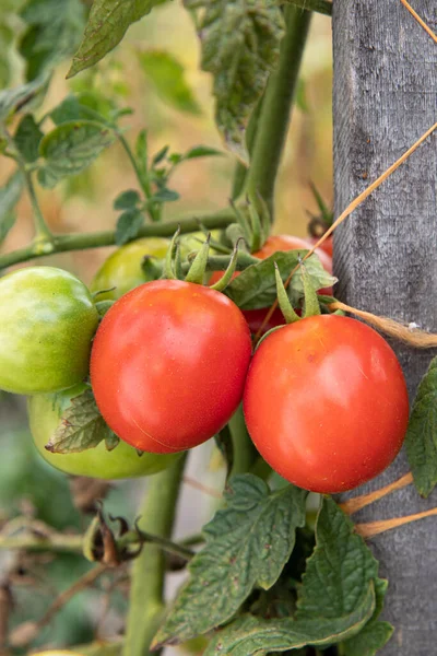 Bunch Homegrown Ripening Red Tomatoes Garden Healthy Organic Vegetable Farm — Stock Photo, Image