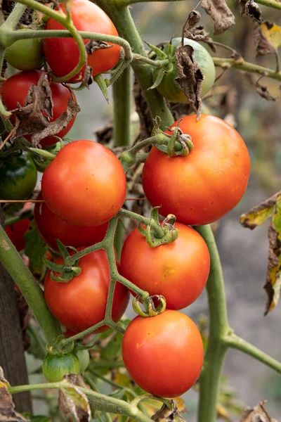 Bunch Homegrown Ripening Red Tomatoes Garden Healthy Organic Vegetable Farm — Stock Photo, Image