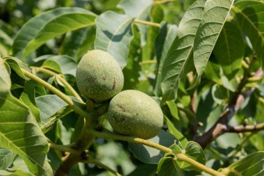 Yazın güneşli bir günde ceviz ağacında yeşil, olgunlaşmamış ceviz..