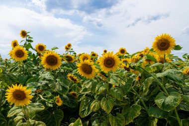 Tarlada ayçiçeği, tarım, hasat konsepti. Ayçiçeğinin yakın çekimi.