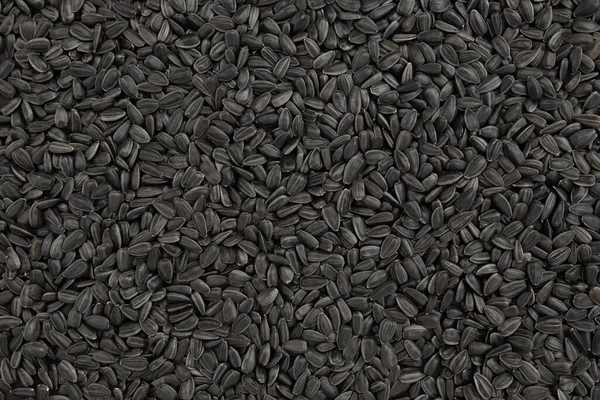 Siyah ayçiçeği tohumlarının arka planı, pek çok soyulmamış tohum, yakın plan, üst görünüm